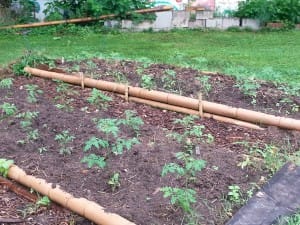 Soil Temperatures in Your Georgia Garden
