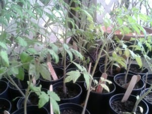 Add Organic Matter, Water Deeply for Healthy Tomato Plants-A Guest Post by Michael Wheele