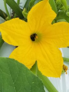 Bees are needed to pollinate squash