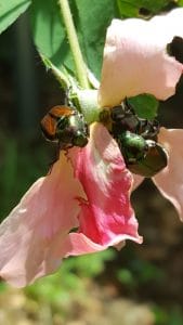 These beetles will eat the leaves and petals of plants in the rose family.