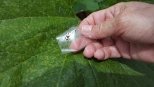 Your Garden Mission - Eliminate Squash Bug Eggs