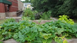 August Gardening Chores for Your Georgia Garden