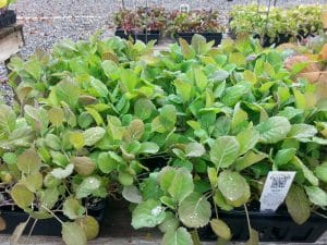 There is still time to plant lettuce and other cool-season greens.