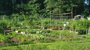 The Truth About Organic Gardening