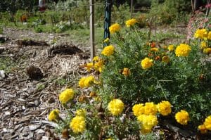 Pollinator Spaces Project Update
