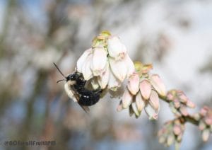 Blueberry Pollination in Your Community or School Garden