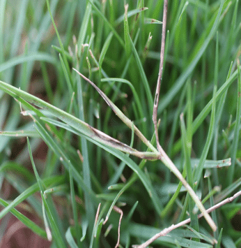 Photo 2 of turfgrass disease Bermudagrass Leaf Spot