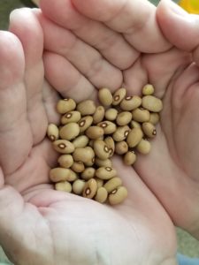 Bean seed