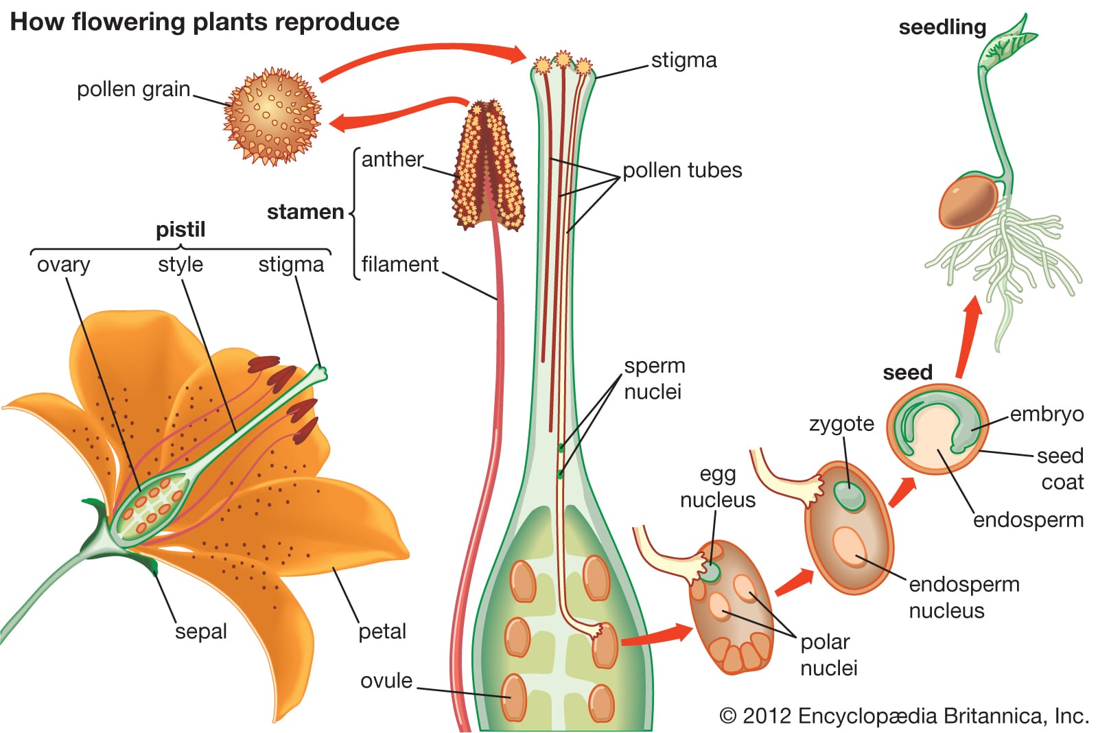 Plant Reproduction Basics Center For Urban Agriculture